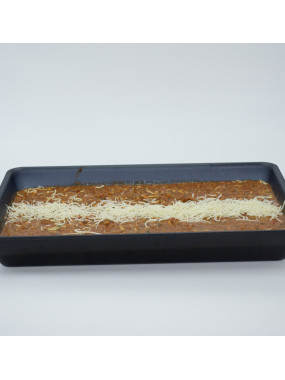 préparation bolognaise