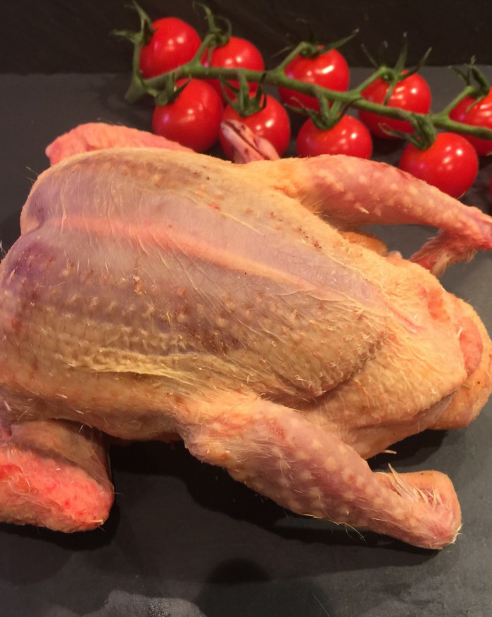 Pigeon de chez Mr Dequidt (Steenvoorde)