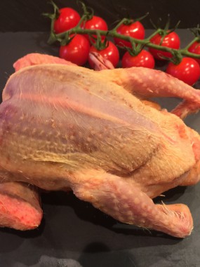 Pigeon de chez Mr Dequidt (Steenvoorde)