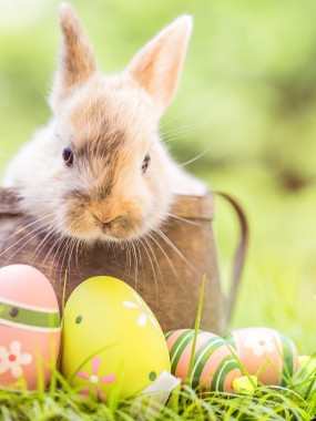 Gigot d'agneau de lait désossé 