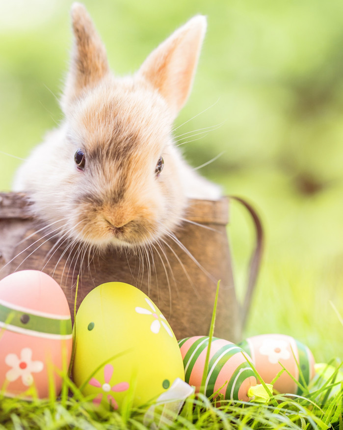 Filet d'agneau de lait